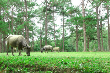 water buffalo on green meadow with pine forest on background. pine forest park