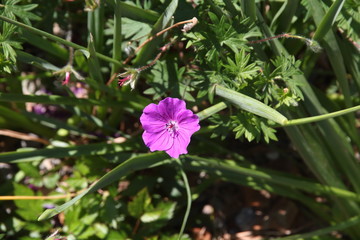 Obraz premium violet flower detail in spring summer time