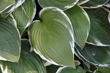 Naklejka na ściany i meble Textured background of green and white leaves