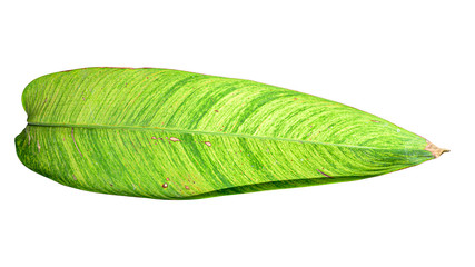  Heliconia variegated leaf isolated on white background with clipping path.