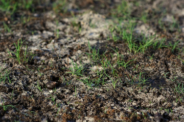 Rainless ,Heat and sun make land dry , snail die and leave shell on ground