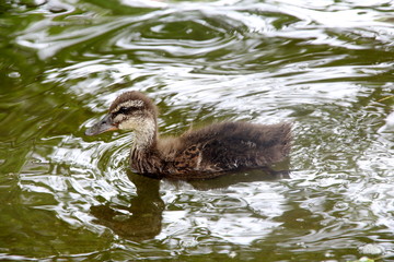 brown duck swimming in the clear waters of the lake