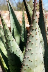 Closeup detail of unusual spiny desert cactus arms
