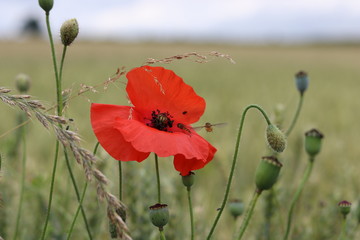 A bright red poppy against a dark Yorkshire background. 
