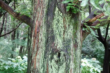 メタセコイアの樹皮