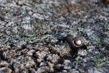 Rainless ,Heat and sun make land dry , snail die and leave shell on ground