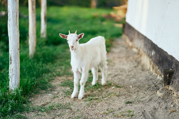 white goat on green grass