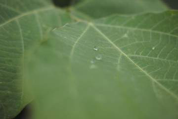 梅雨、雨、露、花、影
