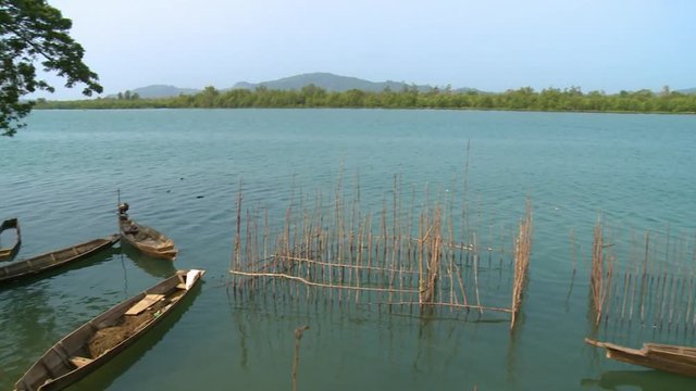 Wide high-angle panoramic panning shot of stationary local fishing canoes and traditional fish-traps, a huge coastal mangrove tree, and surrounding lush green forested land along a blue water bay