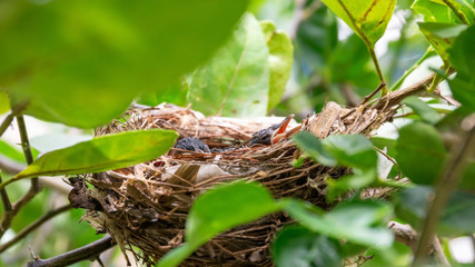 Little red-whiskered bulbul (Pycnonotus jocosus) bird living in a bird's nest.