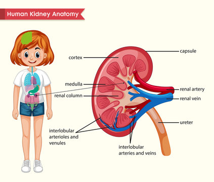 Scientific medical illustration of kidney anatomy