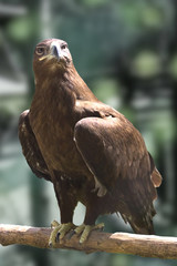 Portrait of a golden eagle