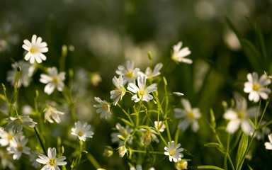 The first spring flowers