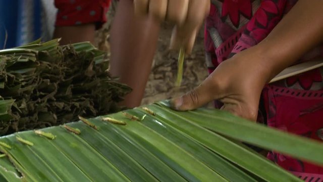 Extreme close-up low-angle still shot of local Burmese women making traditional house roof panels by folding and hooking nipa palm fronds along a wooden stick, Rakhine State, Myanmar