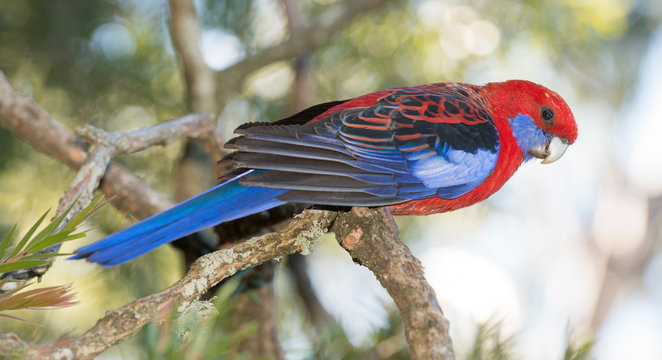  blue cheeked rosella in outback Queensland,Australia.