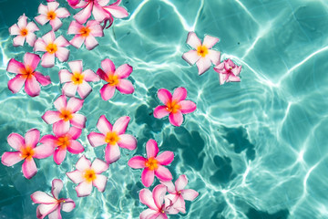 frangipani flower floating in clear blue water, with copy space. - obrazy, fototapety, plakaty