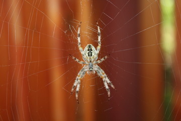 a spider Araneus diadematus on a canvas