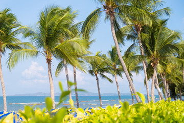 Fototapeta premium Coconut palm tree with blue sky and clouds on the background.
