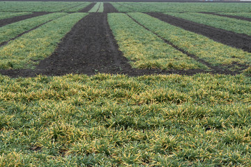 Image of agricultural plants.