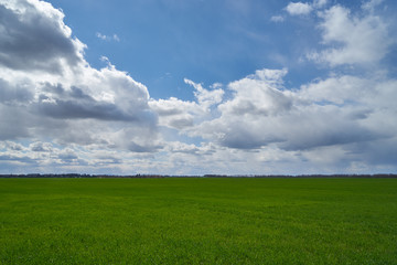 Image of a field of young wheat.