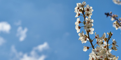 An image of a flowering tree.