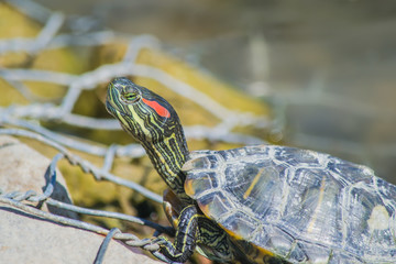 Red-eared Slider Turtle resting on a shore, basking in the sun. A portrait  red-eared Terrapin....