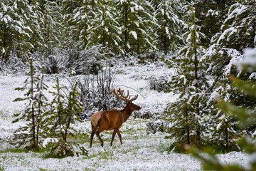 Quick Morning Stroll