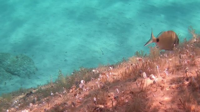 Underwater footage in slow motion of a saddled seabream (Oblada melanura), also called the saddle bream or oblade, that eat marine vegetation on a rock with transparent blue water