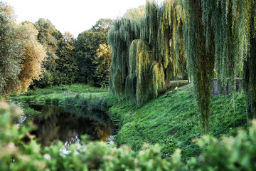 Willow tree by the river in a summer day - obrazy, fototapety, plakaty