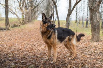 Dog German Shepherd outdoors in an autumn