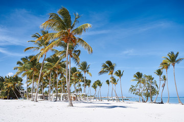 palm tree on the beach