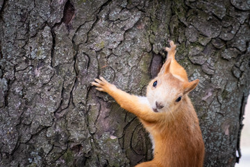 Extreme closeup portrait of Eurasian red squirrel on a tree