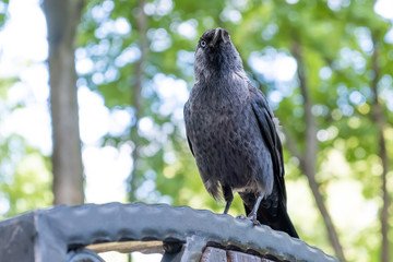 Crow perching on a bench against blurred background