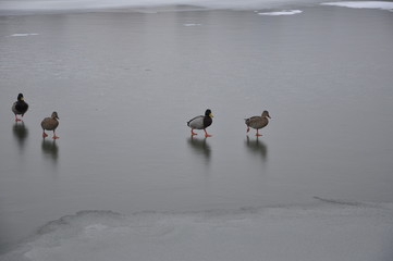 mallard ducks on ice