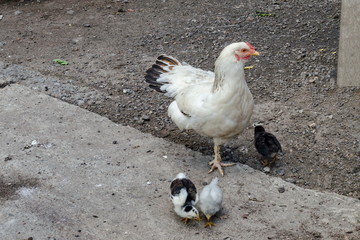 Brood-hen with three small chickens walk in the  yard, Jeleznitsa, Vitosha mountain, Bulgaria  
