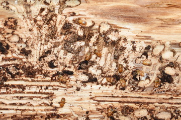 European spruce bark beetle Ips typographus infestion under the bark of a spruce tree