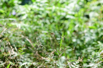 Impressions from a green park