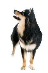 Finnish Lapphund in studio
