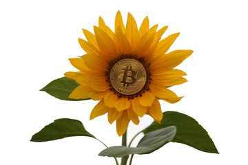 sunflower with bitcoin on white background