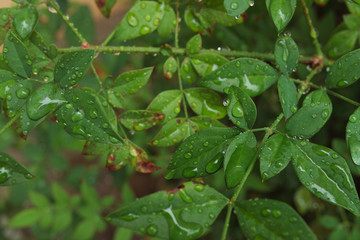 雨、露、梅雨、花、緑、ユーカリ