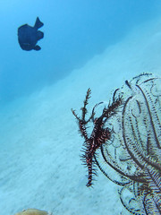 Closeup and macro shot of the pregnant Ornate ghost pipefish or harlequin ghost pipefish,...