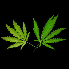 Naklejka na ściany i meble Open sheet of cannabis on a black background.Openwork sheet of hemp.Medicinal herb of the southern region.Light draws the texture of the sheet.Openwork, large, spicy leaf.Shadow and light.