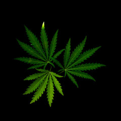 Naklejka na ściany i meble Open sheet of cannabis on a black background.Openwork sheet of hemp.Medicinal herb of the southern region.Light draws the texture of the sheet.Openwork, large, spicy leaf.Shadow and light.