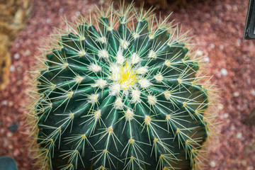 Mexico Golden Barrel close up images