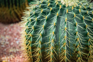 Mexico Golden Barrel close up images