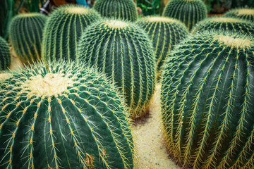Mexico Golden Barrel close up images