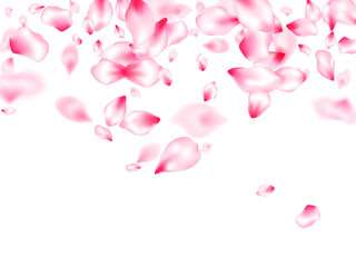 Pink cherry blossom petals isolated