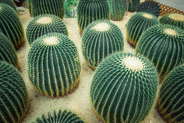 Mexico Golden Barrel close up images