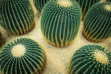 Mexico Golden Barrel close up images