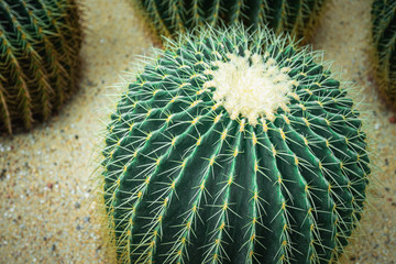 Mexico Golden Barrel close up images